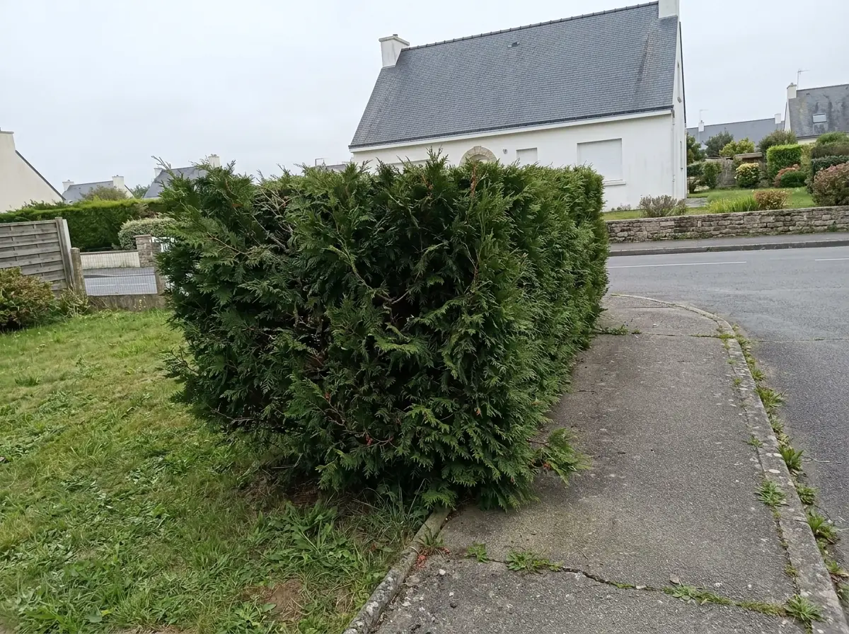 Haie de thuyas qui déborde sur le muret, avant taille