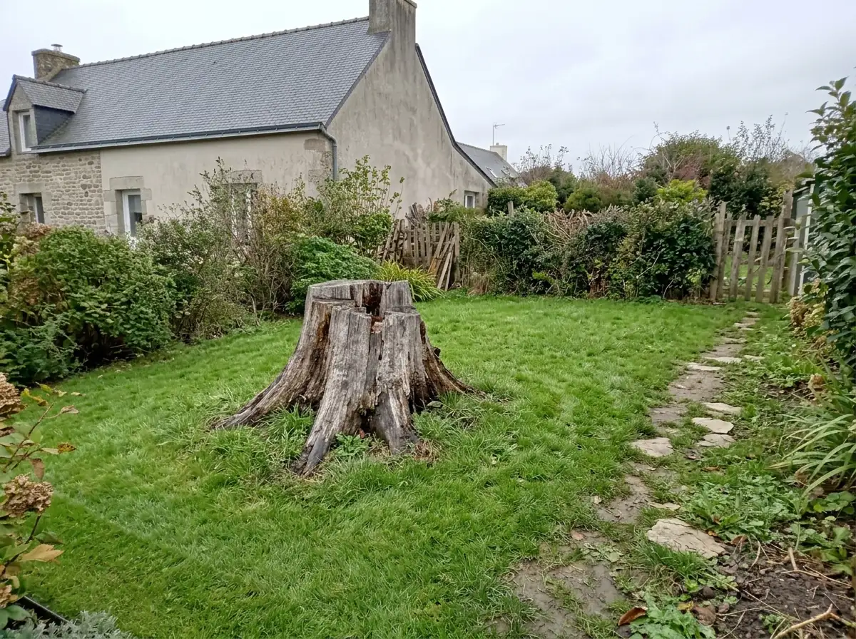 Souche au milieu de la pelouse, avant rognage